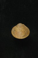 藏品(臺灣蜆)的圖片